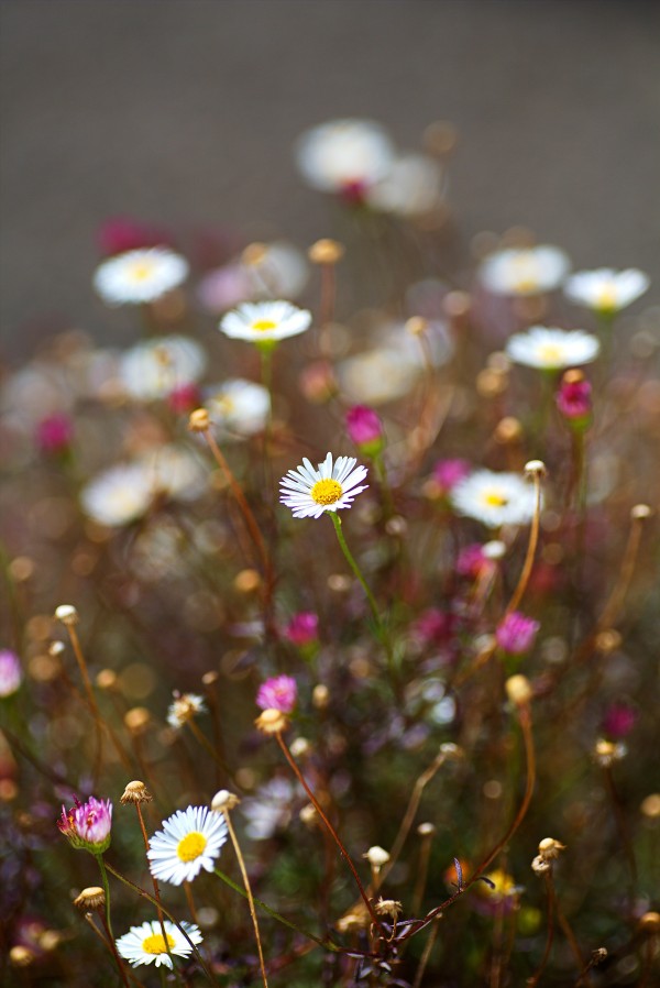 Happy In Daisy Field by Joy Watson